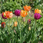 Tulipa 'Parrot Mixed' (Tulip) - Harding & Bloom