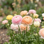 Ranunculus 'Elegance Pastello Mix' - Harding & Bloom