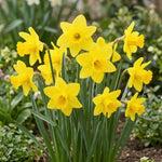Narcissus 'Sweetness' (daffodil) - Harding & Bloom