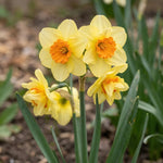 Narcissus 'Double Fashion' - Harding & Bloom