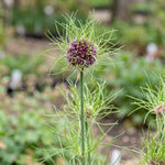 Allium 'Hair' - Harding & Bloom