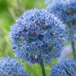 Allium 'Caeruleum' (blue-flowered garlic) - Harding & Bloom