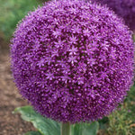 Allium 'Ambassador' - Harding & Bloom