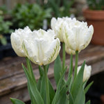 Tulipa 'White Parrot' - Harding & Bloom