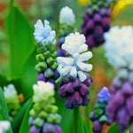 Muscari 'Grape Ice' (Grape hyacinth) - Harding & Bloom