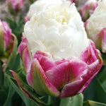 Tulipa 'Ice Cream' (Tulip) - Harding & Bloom