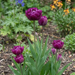 Tulipa 'Negrita Double' - Harding & Bloom