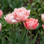 Tulipa 'Foxtrot' (tulip 'Foxtrot) - Harding & Bloom