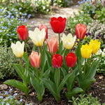 Tulipa 'Fosteriana Mix' - Harding & Bloom