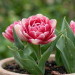 Tulipa 'Double Blizz' (Tulip) - Harding & Bloom