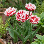 Tulipa 'Carnaval de Nice' (Tulip) - Harding & Bloom