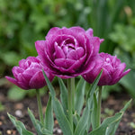 Tulipa 'Blue Spectacle' (tulip) - Harding & Bloom
