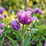 Tulipa 'Blue Parrot' (Parrot tulip) - Harding & Bloom