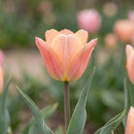 Tulipa 'Apricot Beauty' (Tulip) - Harding & Bloom