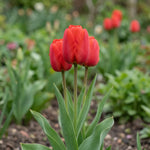 Tulipa 'Apeldoorn' (Tulip) - Harding & Bloom