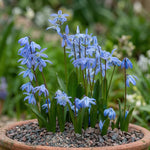 Scilla 'siberica' (Siberian squill) - Harding & Bloom