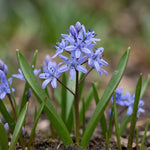 Scilla 'Bifolia Blue' - Harding & Bloom