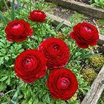 Ranunculus 'Red' - Harding & Bloom
