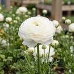 Ranunculus 'White' - Harding & Bloom