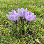 Crocus 'Striped Bird' (Species Crocus) - Harding & Bloom