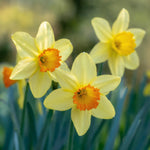 Daffodil 'Red Devon' - image 1