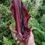 Dracunculus vulgaris - image 1