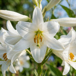 Lilium candidum - image 1