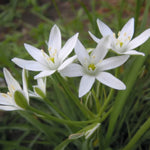 Ornithogalum umbellatum - image 1