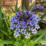Scilla peruviana - image 1