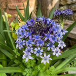 Scilla peruviana (Portuguese Squill) - Harding & Bloom