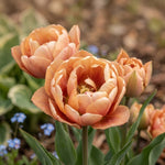 Tulip 'Copper Image' - Harding & Bloom