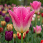Tulip 'Dynasty' - Harding & Bloom