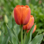Tulip 'Jimmy' - Harding & Bloom