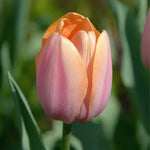 Tulip 'Menton' - image 1