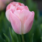 Tulip 'Mystic Van Eijk' - Harding & Bloom