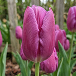 Tulip 'Purple Flag' - Harding & Bloom