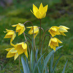 Tulip 'Sylvestris' - Harding & Bloom