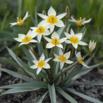 Tulip 'Turkestanica' - Harding & Bloom