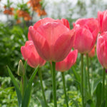 Tulip 'Van Eijk' - Harding & Bloom