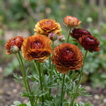 Ranunculus 'Picotee Café' - Harding & Bloom