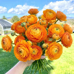 Ranunculus 'Orange' - Harding & Bloom