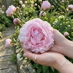 Paeonia 'Sarah Bernhardt' (Peony) - Harding & Bloom