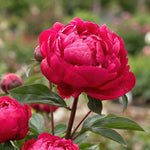 Paeonia 'Red Sarah Bernhardt' (Peony) - Harding & Bloom