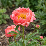Paeonia 'Coral Sunset' (Peony) - Harding & Bloom