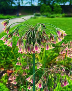 Allium 'siculum subsp. dioscoridis' (Bulgarian honey garlic) - Harding & Bloom
