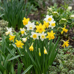 Narcissus 'Botanic Mixed' - Harding & Bloom