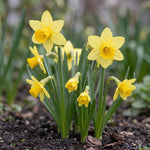 Narcissus 'Tete A Tete' (daffodil 'Tête-à-tête) - Harding & Bloom