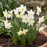 Narcissus 'Pueblo' - Harding & Bloom
