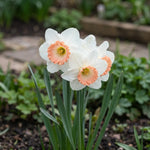 Narcissus 'Pink Charm' - Harding & Bloom