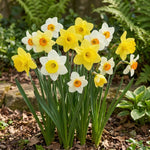 Narcissus 'Large Flowering Mixture' - Harding & Bloom